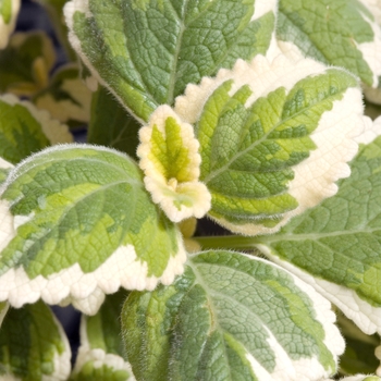 Plectranthus forsteri 'Multi-Verde' 