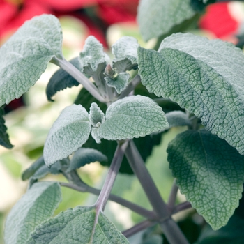 Plectranthus argentatus 'Longwood Silver' 