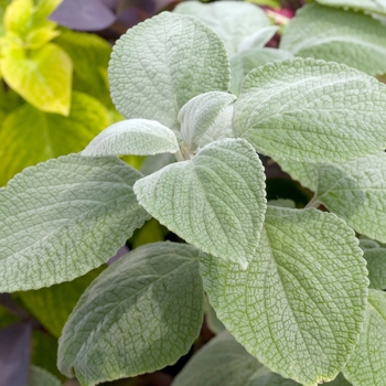 Plectranthus argentatus