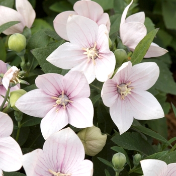 Platycodon grandiflorus 'Sentimental Pink' 