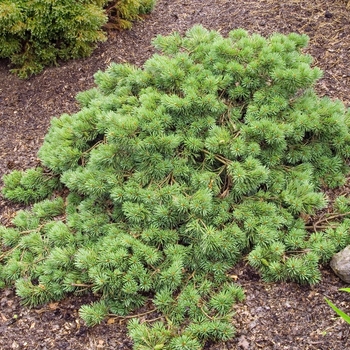 Pinus sylvestris 'Albyn Prostrata' 