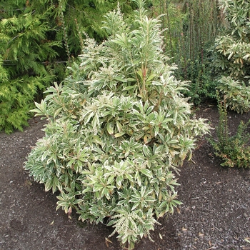 Pieris japonica 'Variegata' 