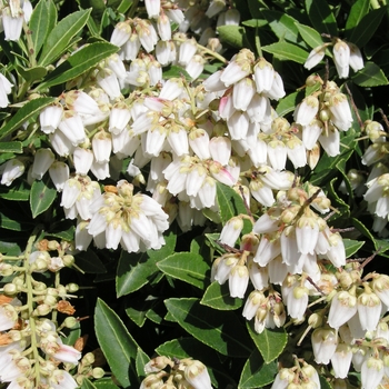 Pieris japonica 'Prelude'