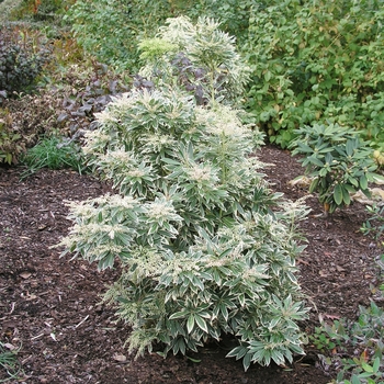 Pieris japonica 'Flaming Silver' 