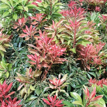 Pieris 'Forest Flame' 