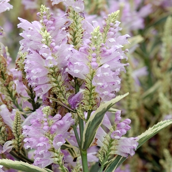 Physostegia virginiana 'Variegata' 