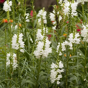 Physostegia virginiana 'Alba' 