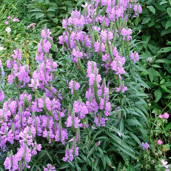 Physostegia virginiana