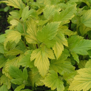 Physocarpus opulifolius 'Dart's Gold' 