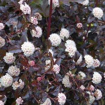 Physocarpus opulifolius 'Center Glow'