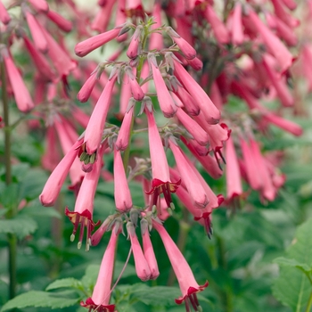 Phygelius x rectus 'Fanfare Coral' 