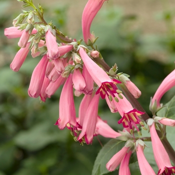 Phygelius aequalis 'Croftway Coral Princess' 