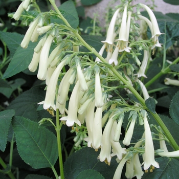 Phygelius aequalis 'Yellow Trumpet' 