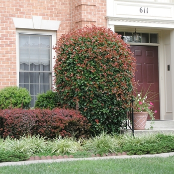 Photinia fraseri