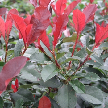 Photinia fraseri 'Durango' 