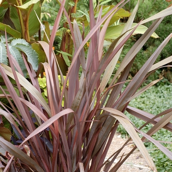 Phormium tenax 'Shiraz' 