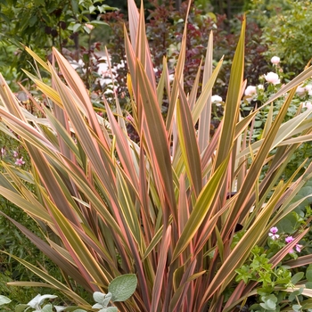 Phormium tenax 'Maori Sunset' 