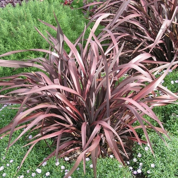 Phormium tenax 'Atropurpureum' 