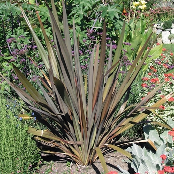 Phormium tenax