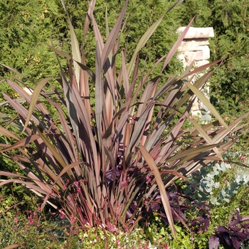 Phormium 'Dusky Chief' 