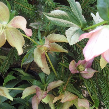 Helleborus 'Brushstrokes Strain' 