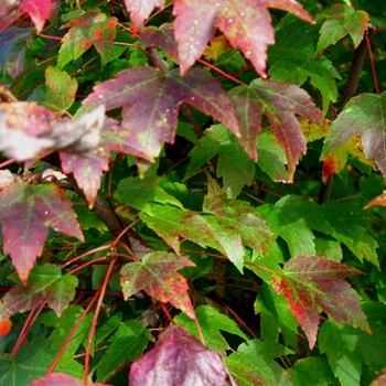 Acer rubrum 'Somerset' 