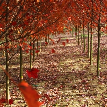 Acer rubrum 'Somerset'