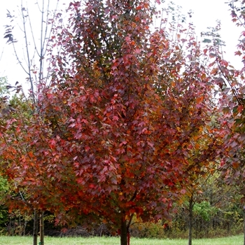 Acer rubrum 'Scarsen' 