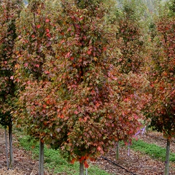 Acer rubrum 'Sun Valley' 