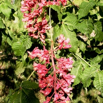 Aesculus x carnea '' (021170)