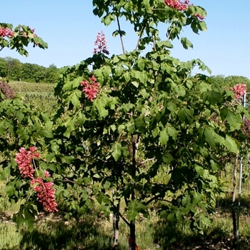 Aesculus x carnea '' (021171)