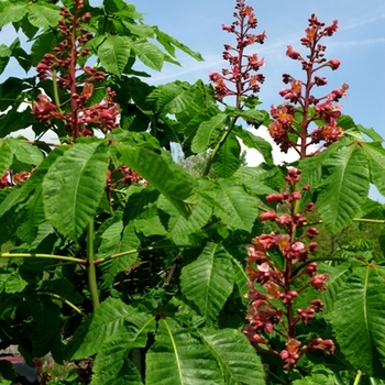 Aesculus x carnea '' (021172)
