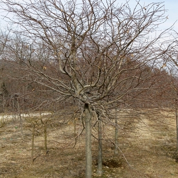 Carpinus betulus 'Pendula' 