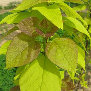 Catalpa bignonioides 'Aurea' 