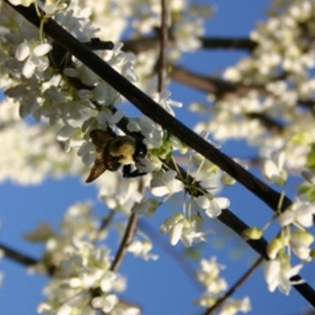 Cercis canadensis 'Alba' 