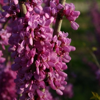 Cercis chinensis 'Avondale' 