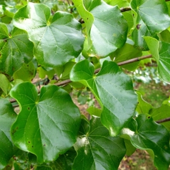 Cercis canadensis var. texensis 'Oklahoma' 