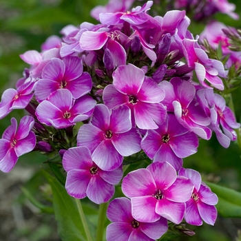 Phlox paniculata 'Swirly Burly' 