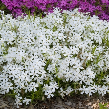 Phlox subulata 'White Delight' 