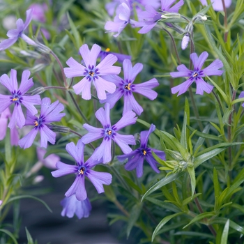 Phlox subulata 'Purple Beauty' 