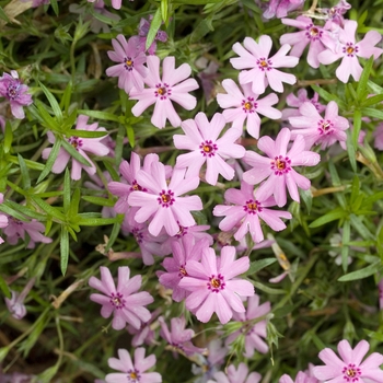 Phlox subulata 'Fort Hills' 