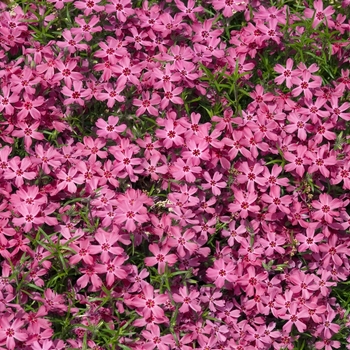 Phlox subulata 'Crimson Beauty' 