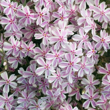 Phlox subulata 'Tamaongalie' 