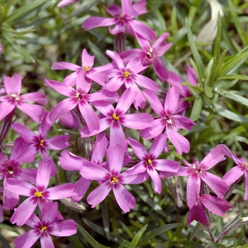 Phlox subulata 'Atropurpurea' 