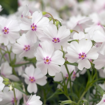 Phlox subulata 'Amazing Grace' 