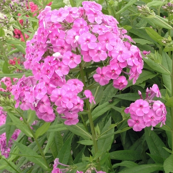 Phlox paniculata 'Shortwood' 