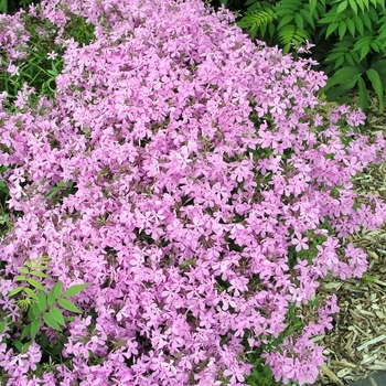 Phlox pilosa var. ozarkana