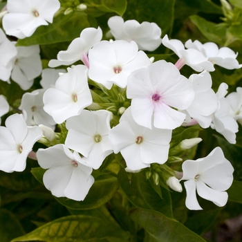 Phlox paniculata 'Barthirtytwo' 'Barthirtytwo' PP 16436