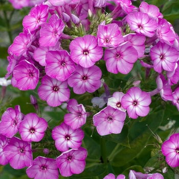 Phlox paniculata 'Barthirtythree' PP 16437