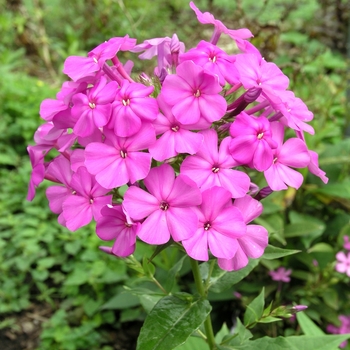 Phlox paniculata 'Victoria' 